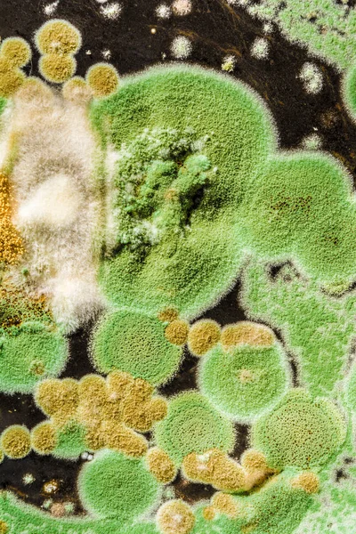 Yeşil küf ve siyah arka plan, microbiolog mantar doku — Stok fotoğraf