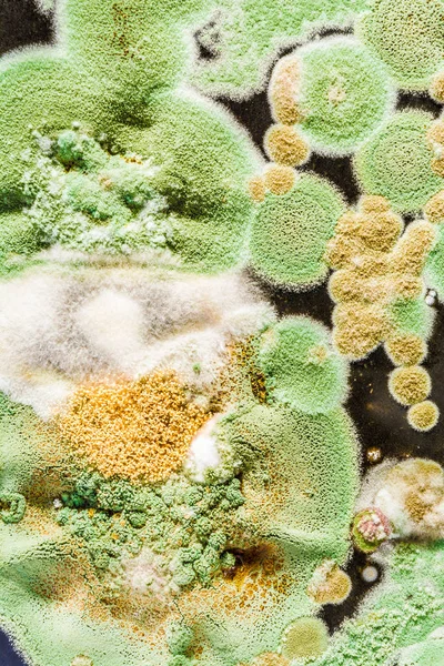 Textura zelených plísní a hub na černém pozadí, microbiolog — Stock fotografie