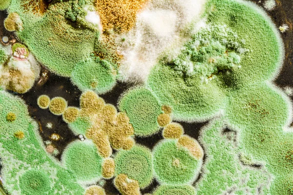 Konsistens av grön mögel och svampar på svart bakgrund, microbiolog — Stockfoto