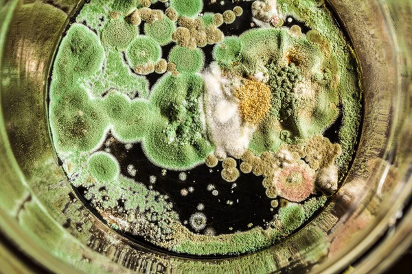 Textura de moho verde y hongos sobre fondo negro, microbiolog — Foto de Stock