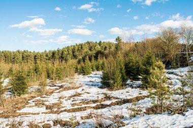 bulutlar ile mavi gökyüzü ile güneşli bahar gün büyüyen çam ve küçük Firs ile karla kaplı dağ kenarı