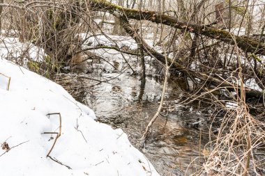 Bahar ormanı akışı, meltwater, meltwater akışı, vahşi ormanda akar, bahar kar erime