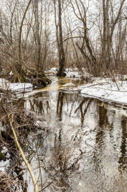 Bahar ormanı akışı, meltwater, meltwater akışı, vahşi ormanda akar, bahar kar erime