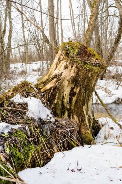 İğne yapraklı orman, güzel manzara yosun kaplı eski ağaç kütüğü