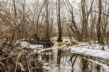 Bahar ormanı akışı, meltwater, meltwater akışı, vahşi ormanda akar, bahar kar erime