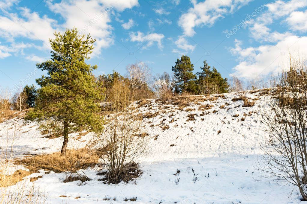 Young pine tree near the hill with snow thawed, melting snow from the spring sun, sunny day with blue sky and clouds, nature background