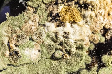 bir petri çanak yeşil kalıp oluşumu, soyut mikrobiyolojik doku