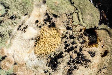 bir petri çanak yeşil kalıp oluşumu, soyut mikrobiyolojik doku