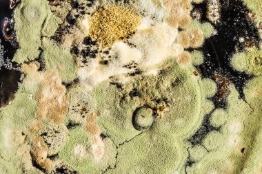 bir petri çanak yeşil kalıp oluşumu, soyut mikrobiyolojik doku