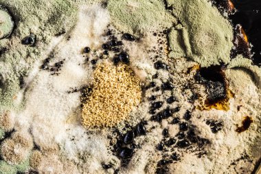 bir petri çanak yeşil kalıp oluşumu, soyut mikrobiyolojik doku