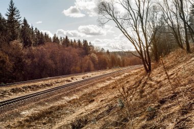 Ormanda bir Multy-Track demiryolu köşe döner. Kuru Çim ve iğne yapraklı ormanlarla bahar manzarası