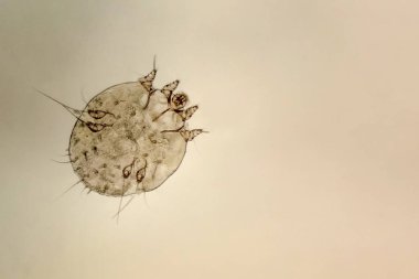 kaşıntı-mite, insan derisi parazitik mikroorganizma