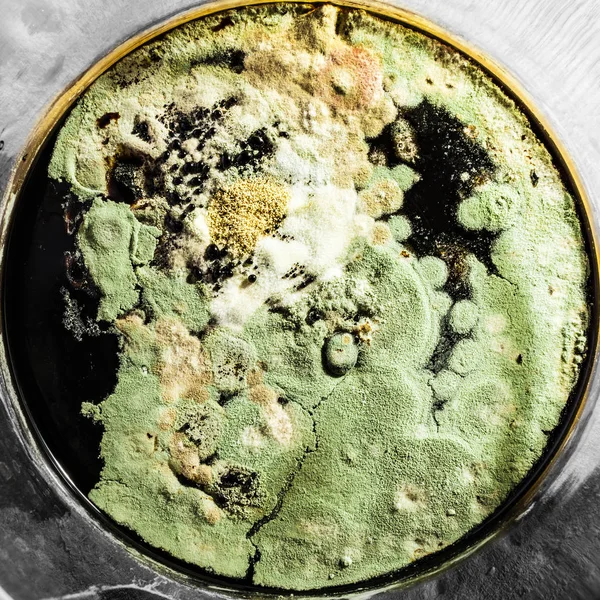 Groene schimmelvorming in een petrischaaltje, abstracte microbiologische textuur — Stockfoto