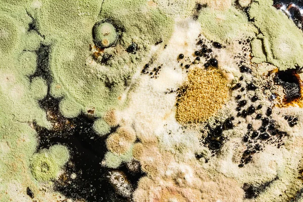 Formação de moldes verdes em uma placa de petri, textura microbiológica abstrata — Fotografia de Stock