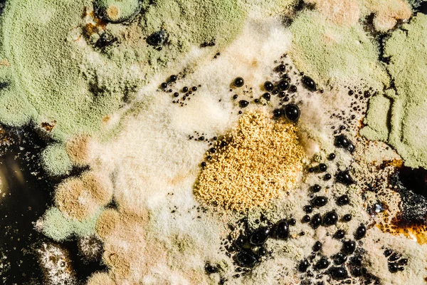 Formation de moisissures vertes dans une boîte de Pétri, texture microbiologique abstraite — Photo