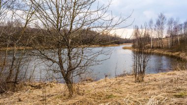 bir rezervuar kıyısında yaprakları ve Kuru Çim olmadan bir ağaç, bir orman Gölü ve bulutlar ile gökyüzü, erken baharda bulutlu hava