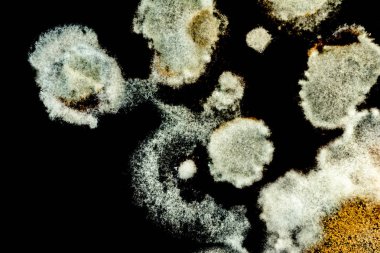 bir petri çanak yeşil kalıp oluşumu, soyut mikrobiyolojik doku