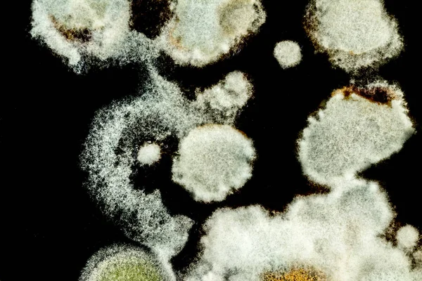 Grön mögel formation i en petriskål, abstrakt mikrobiologisk textur — Stockfoto