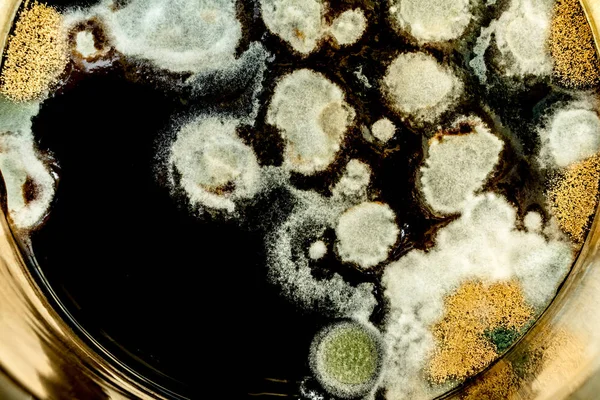 Tvorba zeleného plísně v Petriho misce, abstraktní mikrobiologická textura — Stock fotografie
