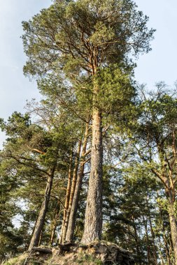 güneş ışığı ile aydınlatılmış iğne yapraklı ormanın kenarı, çam bir tepede büyümek, mavi gökyüzü ile açık bir gün