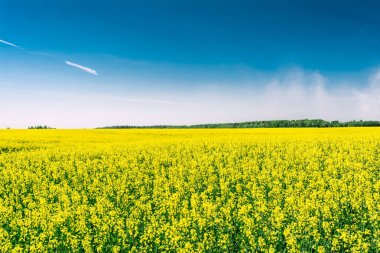 Yellow oil rape seeds in bloom
