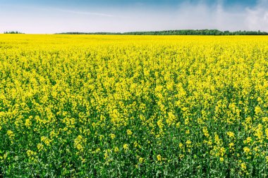 Yellow oil rape seeds in bloom