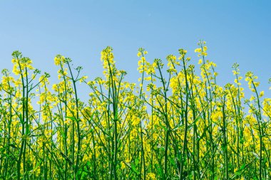 Sarı yağ tohumları çiçek açıyor, doğa geçmişini kapatıyor.