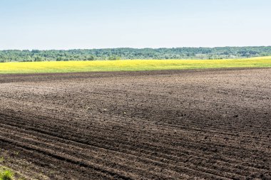 Tarım alanları bahar zamanı, çiçekli kolza alanı üzerinde havadan görünümü.