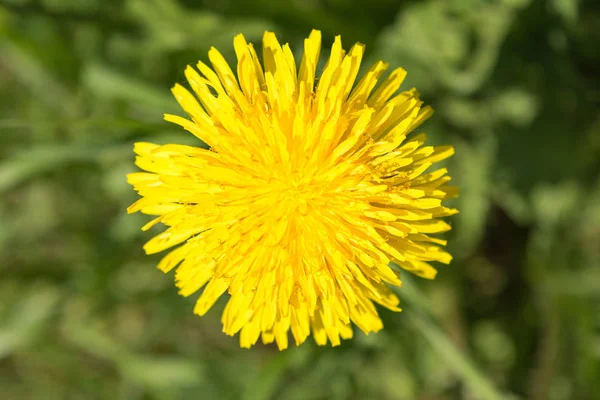Yellow flowering dandelion on a background of green grass, close up nature abstract background — Stock Photo, Image