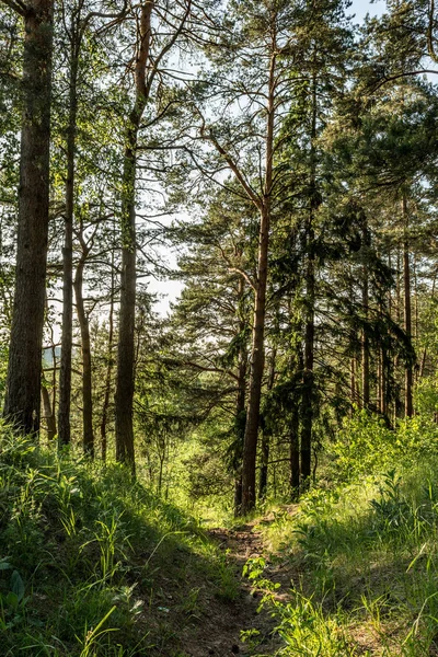 Sendero en un bosque de pinos, paisaje natural —  Fotos de Stock