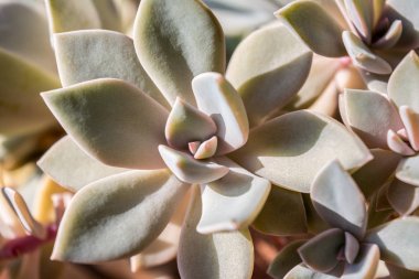 Kaktüs ve Sulu Echeveria Crassulaceae Echeveria sp. Gül şeklinde lezzetli bir çiçek. Yeşil Meksika bitki yakın çekim.