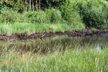 Yaz ormanında bataklık. Korkunç doğal orman manzarası. Pürüzlü su yüzeyinde ki pürüzler ve kütükler yansımaları.