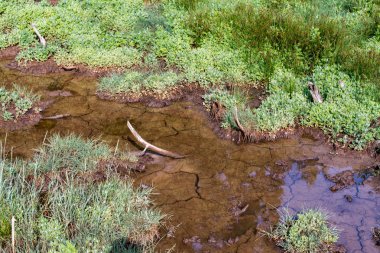 Yaz ormanında bataklık. Korkunç doğal orman manzarası. Su altında kuru çatlak toprak.