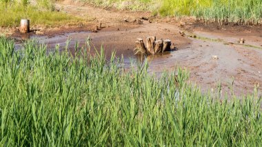 Yaz ormanında bataklık. Korkunç doğal orman manzarası. Pürüzlü su yüzeyinde ki pürüzler ve kütükler yansımaları.