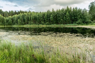 Yaz akşamı orman gölü, orman manzara arka plan