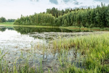 Yaz akşamı orman gölü, orman manzara arka plan