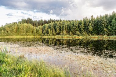 Yaz akşamı orman gölü, orman manzara arka plan