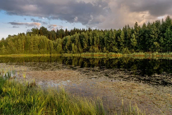 Lago del bosque en la noche de verano, paisaje forestal fondo — Foto de Stock