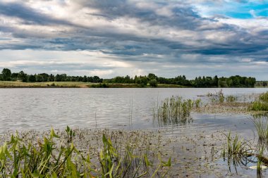 su bitki örtüsü ile nehir, rezervuar kıyı Ove
