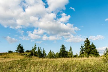 kuru ot çalılar ve kozalaklı vadi, güneşli yaz günü, bulutlar ile mavi gökyüzü