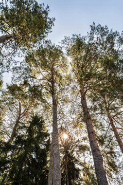 berrak mavi gökyüzüne karşı yeşil taç ile uzun çam ağaçları, doğa soyut arka plan