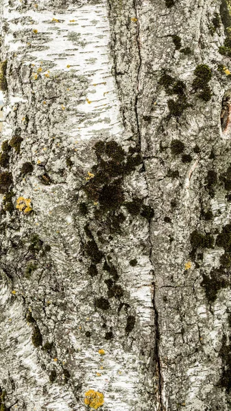 Textura de la vieja corteza de abedul áspero con pequeños parches de musgo verde, fondo abstracto de primer plano — Foto de Stock