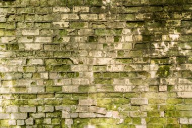 beyaz tuğla kısmen yıkılmış duvar ve yeşil kalıp ile kaplı, eski duvar, retro mimari soyutlama arka plan üzerinde ağaçlardan bir gölge