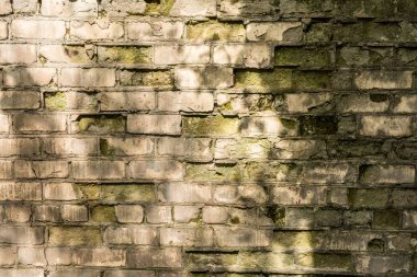 beyaz tuğla kısmen yıkılmış duvar ve yeşil kalıp ile kaplı, eski duvar, retro mimari soyutlama arka plan üzerinde ağaçlardan bir gölge