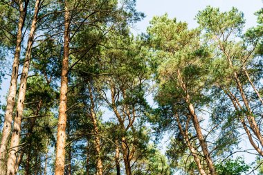 Alttan yukarıya çamların görünümü. Yaz günlerinde
