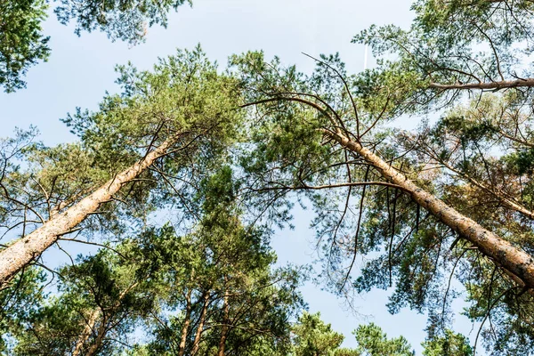 Vista de los pinos desde abajo hacia arriba. En el día de verano —  Fotos de Stock