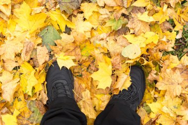 Sarı ve turuncu sonbahar yaprakları arka planda. Siyah spor ayakkabılı bacaklar ve arka planda düşmüş yapraklar üzerinde kot pantolon.
