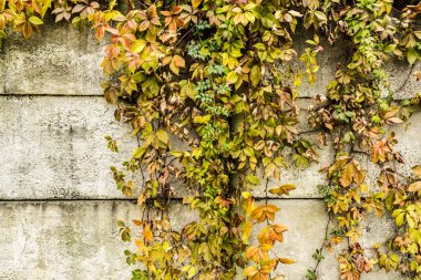Beton bir duvara dayalı dallı kurutma tesisi, soyut sonbahar arkaplanı