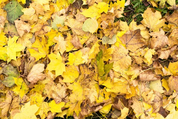 Amarelo e laranja folhas de outono fundo. Ao ar livre. Imagem de fundo colorida de folhas de outono caídas perfeitas para uso sazonal . — Fotografia de Stock