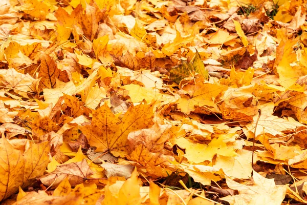 Gelb und orange Herbstblätter Hintergrund. Draußen. buntes Hintergrundbild gefallener Herbstblätter perfekt für den saisonalen Einsatz. — Stockfoto